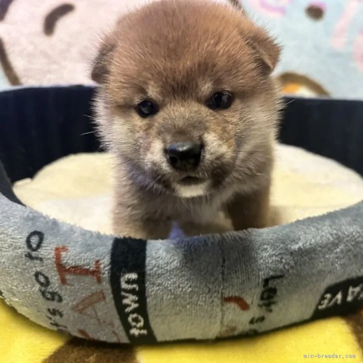 ID：2303-04845の子犬