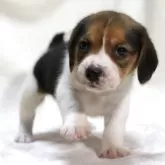 ビーグル【滋賀県・女の子・2025年9月24日・ブラックタン&ホワイト】の写真5