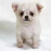 チワワ(ロング)【滋賀県・女の子・2025年7月14日・クリーム】の写真10