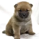 柴犬(標準サイズ)【滋賀県・男の子・2025年11月1日・赤】の写真4