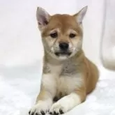 豆柴【滋賀県・女の子・2025年6月26日・赤】の写真11