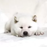 柴犬(標準サイズ)【滋賀県・男の子・2025年3月1日・白】の写真7