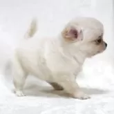 チワワ(ロング)【滋賀県・女の子・2025年7月14日・クリーム】の写真12