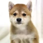 柴犬(標準サイズ)【滋賀県・女の子・2025年6月12日・赤】の写真15