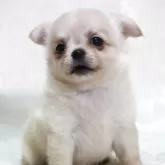 チワワ(ロング)【滋賀県・女の子・2025年7月14日・クリーム】の写真14