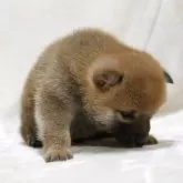 柴犬(標準サイズ)【滋賀県・男の子・2025年11月1日・赤】の写真13