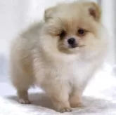 ポメラニアン【滋賀県・女の子・2025年9月6日・クリーム】の写真4