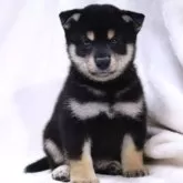 柴犬(標準サイズ)【滋賀県・男の子・2025年6月26日・黒】の写真14