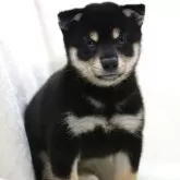 柴犬(標準サイズ)【滋賀県・男の子・2025年6月26日・黒】の写真7