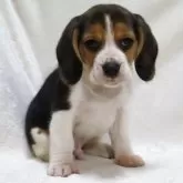 ビーグル【滋賀県・男の子・2025年9月24日・ブラックタン&ホワイト】の写真12