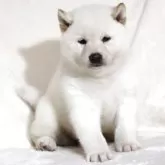 柴犬(標準サイズ)【滋賀県・男の子・2025年3月1日・白】の写真2