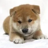 柴犬(標準サイズ)【滋賀県・男の子・2025年7月6日・赤】の写真2