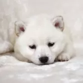 柴犬(標準サイズ)【滋賀県・男の子・2025年3月14日・白】の写真15