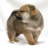 柴犬(標準サイズ)【滋賀県・男の子・2025年10月12日・赤】の写真15