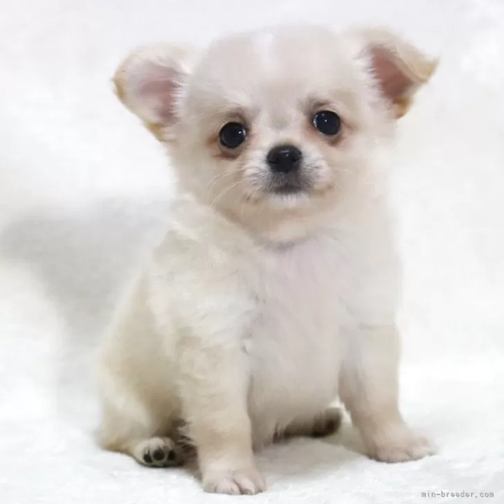 チワワ(ロング)【滋賀県・女の子・2025年7月14日・クリーム】の写真1