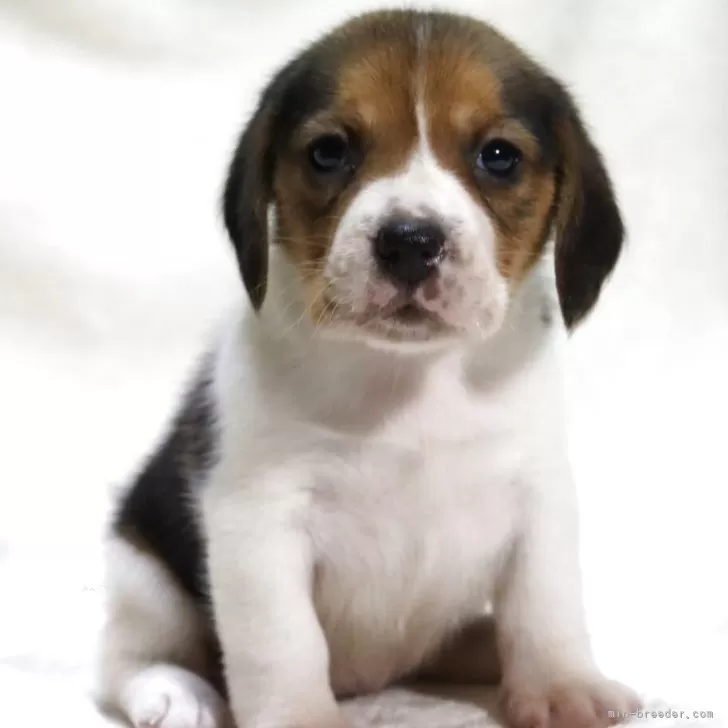 ビーグル【滋賀県・女の子・2025年9月24日・ブラックタン&amp;ホワイト】の写真1