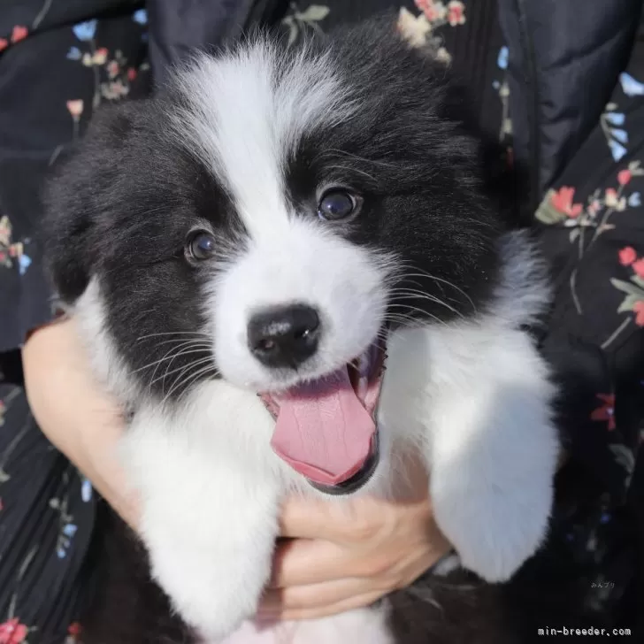 ID:2503-02822の子犬