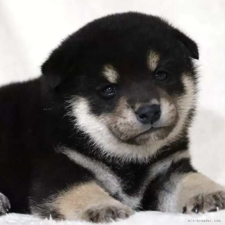ID:2503-05777の子犬
