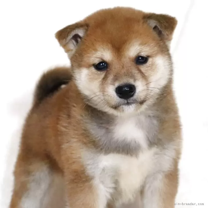 ID：2504-05878の子犬