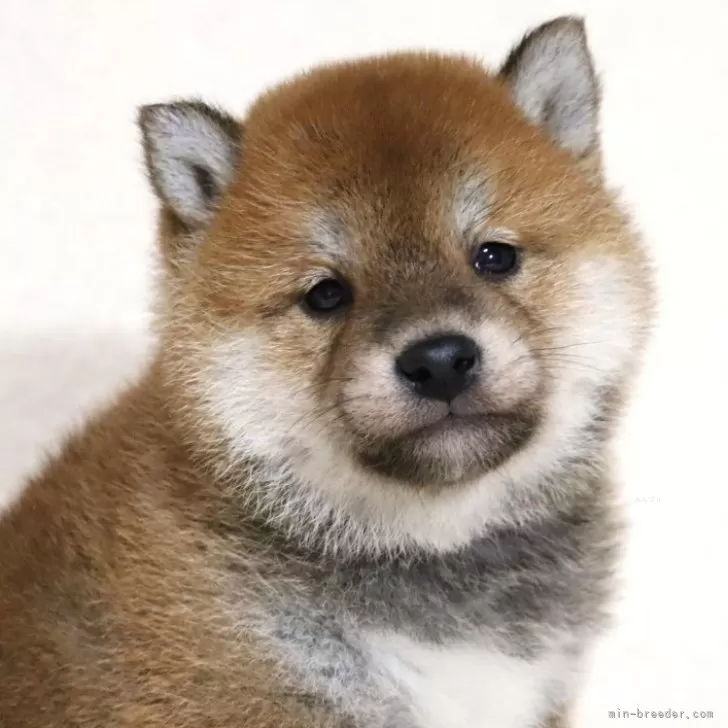 ID：2501-04125の子犬