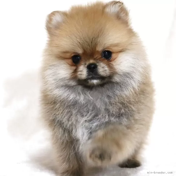 ID：2503-06174の子犬