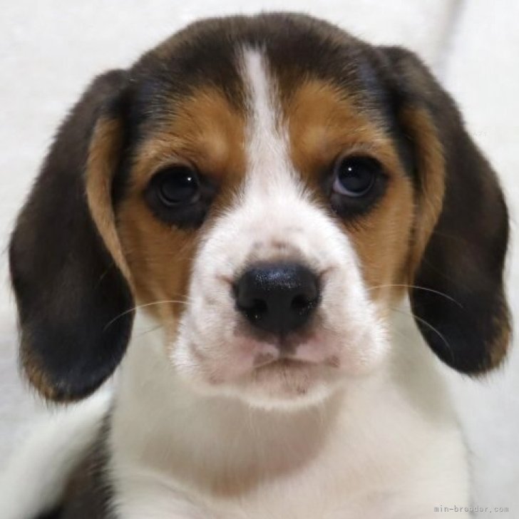 ブリーダー画像