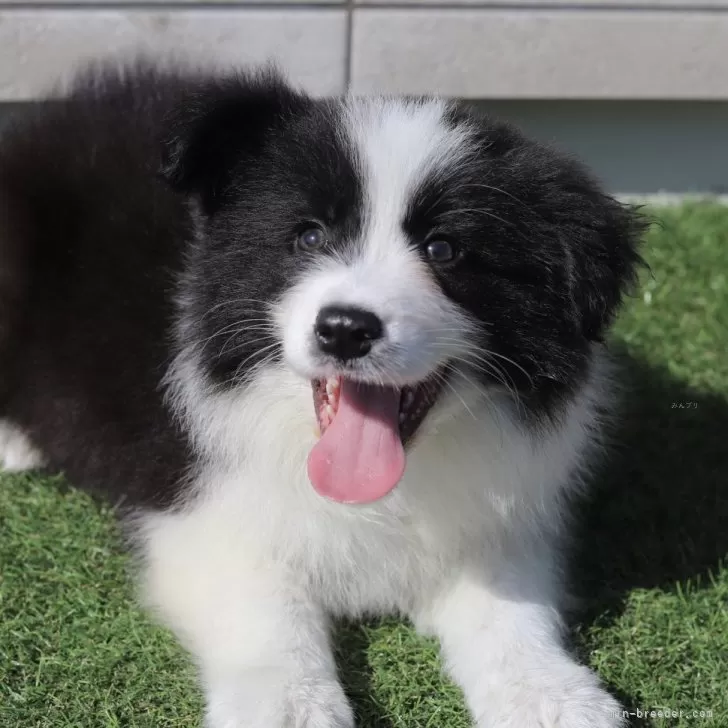 ID:2504-05767の子犬