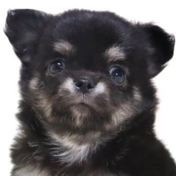 チワワ(ロング)【滋賀県・男の子・2025年7月14日・ブラッククリーム】の写真「小さくてお鼻の短い✨可愛いお顔の男の子です🐶🌸」