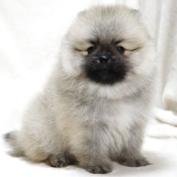 ポメラニアン【滋賀県・男の子・2025年9月5日・ウルフセーブル】の写真「小さくて毛量の多い✨可愛いお顔の男の子です🐶🌸」
