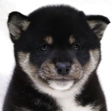 柴犬(標準サイズ)【滋賀県・男の子・2025年10月13日・黒】の写真「小ぶりで可愛いお顔の男の子です🐶🌸」