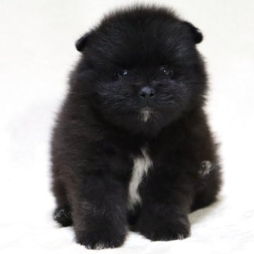 ポメラニアン【滋賀県・女の子・2025年9月5日・ブラック】の写真「小さくて毛量の多い✨可愛いお顔の女の子です🐶🌸」