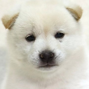 柴犬(標準サイズ)【滋賀県・男の子・2025年7月14日・白】の写真「真っ白でたぬき顔✨とっても可愛い男の子です🐶🌸」