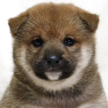 柴犬(標準サイズ)【滋賀県・女の子・2025年10月12日・赤】の写真「丸みのあるたぬき顔✨可愛い女の子です🐶🌸」