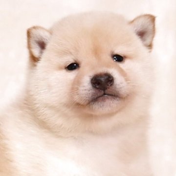 柴犬(標準サイズ)【滋賀県・男の子・2025年3月29日・淡赤】の写真「淡赤の可愛いお顔の男の子です🐶🌸」