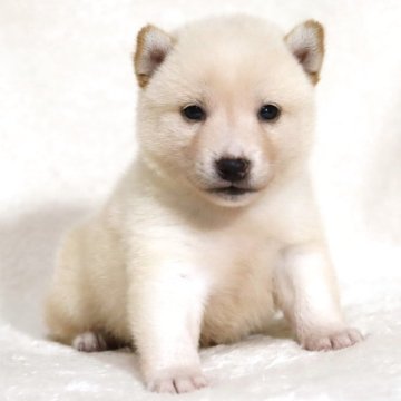 柴犬(豆柴)【滋賀県・男の子・2025年6月8日・白】の写真「小ぶりで可愛いお顔の男の子です🐶🌸」