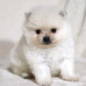 ポメラニアン【滋賀県・男の子・2025年1月28日・クリーム】の写真「毛量が多くて可愛いお顔の男の子🐶🌸」