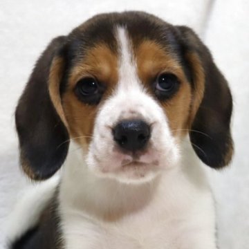 ビーグル【滋賀県・男の子・2025年9月24日・ブラックタン&ホワイト】の写真「ずんぐり可愛いお顔の男の子です🐶🌸」