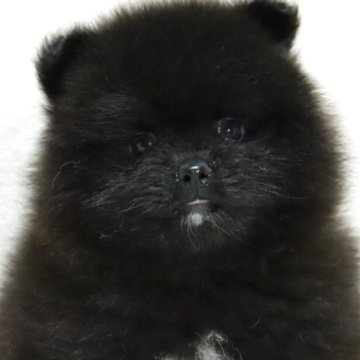 ポメラニアン【滋賀県・女の子・2025年9月5日・ブラック】の写真「小さくて毛量の多い✨可愛いお顔の女の子です🐶🌸」