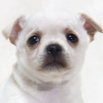 チワワ(スムース)【滋賀県・男の子・2025年7月14日・クリーム】の写真「小さくてお鼻の短い✨可愛いお顔の男の子です🐶🌸」