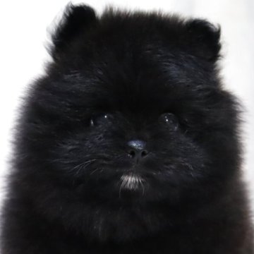 ポメラニアン【滋賀県・男の子・2025年9月26日・ブラック】の写真「希少な黒ポメ✨可愛いお顔の男の子です🐶🌸」