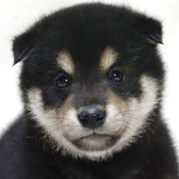 柴犬(標準サイズ)【滋賀県・男の子・2025年7月14日・黒】の写真「可愛いお顔の男の子です🐶🌸」
