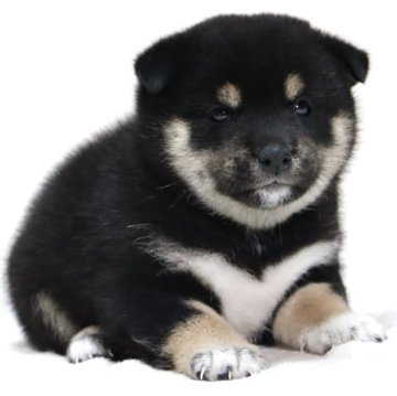 柴犬(標準サイズ)【滋賀県・女の子・2025年8月15日・黒】の写真「ひとりっ子の可愛いお顔の女の子です🐶🌸」