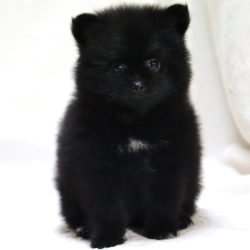 ポメラニアン【滋賀県・女の子・2025年9月5日・ブラック】の写真「小さくて毛量の多い✨可愛いお顔の女の子です🐶🌸」