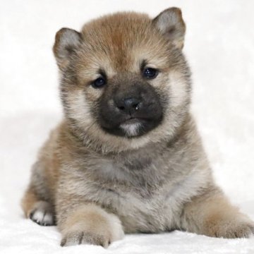 柴犬(標準サイズ)【滋賀県・女の子・2025年3月3日・赤】の写真「可愛いお顔の女の子です🐶🌸」