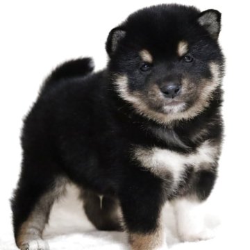 柴犬(標準サイズ)【滋賀県・男の子・2025年3月29日・黒】の写真「可愛いお顔の男の子です🐶🌸」