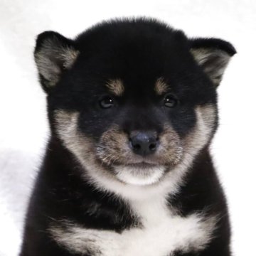 柴犬(標準サイズ)【滋賀県・男の子・2025年10月13日・黒】の写真「小ぶりで可愛いお顔の男の子です🐶🌸」