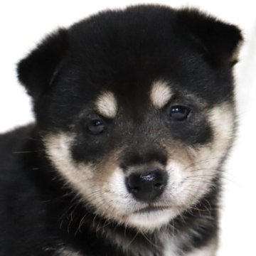 柴犬(標準サイズ)【滋賀県・女の子・2025年5月28日・黒】の写真「お父さん日保本部賞✨裏白の綺麗な女の子です🐶🌸」