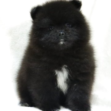 ポメラニアン【滋賀県・女の子・2025年9月5日・ブラック】の写真「小さくて毛量の多い✨可愛いお顔の女の子です🐶🌸」