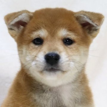 柴犬(標準サイズ)【滋賀県・女の子・2025年8月27日・赤】の写真「元気いっぱい✨可愛いお顔の女の子です🐶🌸」