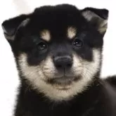 柴犬(標準サイズ)